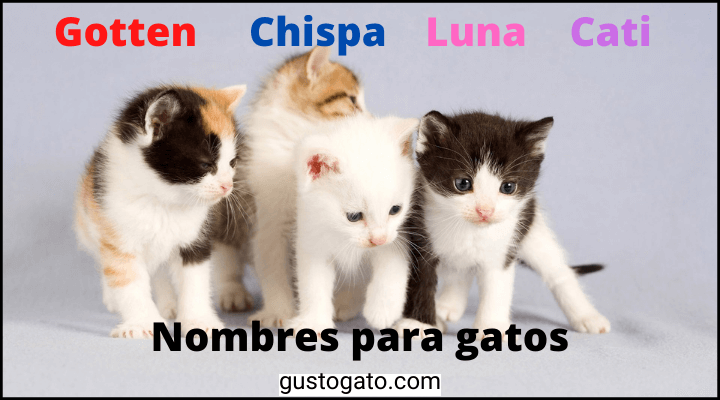nombres para gatos