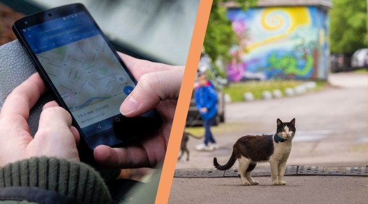 Mejores rastreadores GPS para gatos