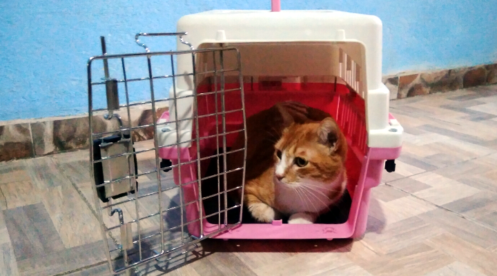 Mejores transportines para gatos