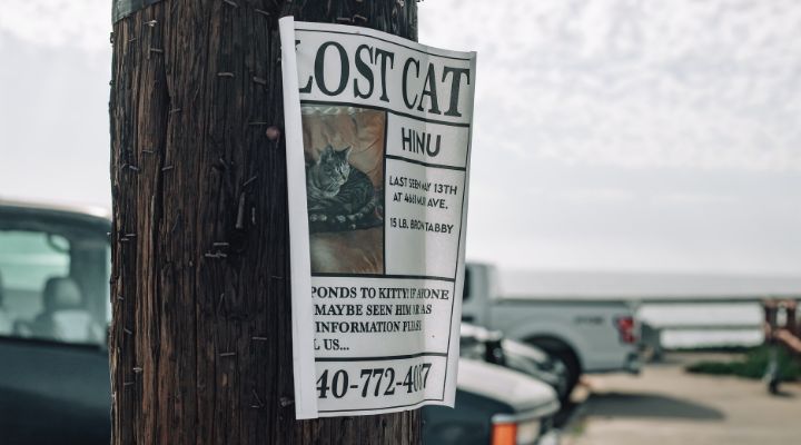 Encontrar un gato perdido