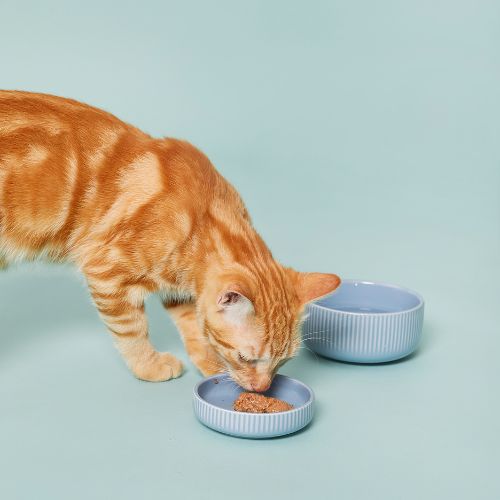 Cosas necesarias para un gato Comedero y bebedero