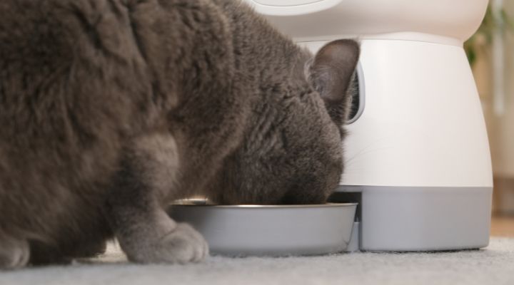 Mejores comederos automáticos para gatos